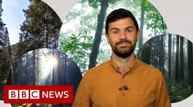 Deforestation: What’s heinous with planting new forests? – BBC News