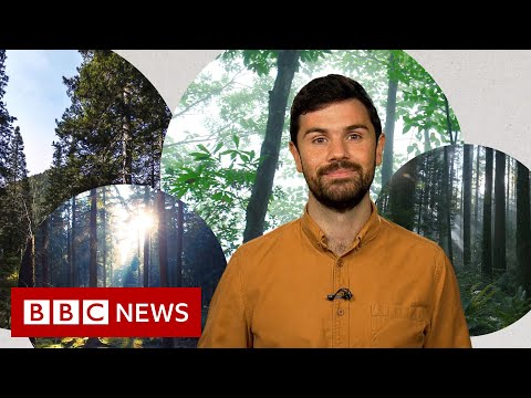 Deforestation: What’s heinous with planting new forests? – BBC News