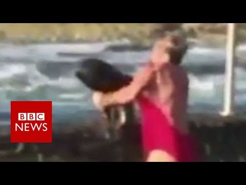 Australian lady saves ‘toddler-love’ shark from pool – BBC Files