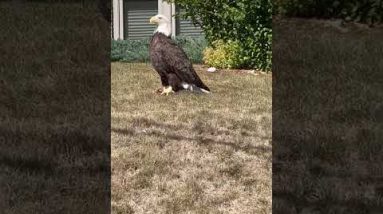 Majestic bald eagle seen in Minnesota neighborhood