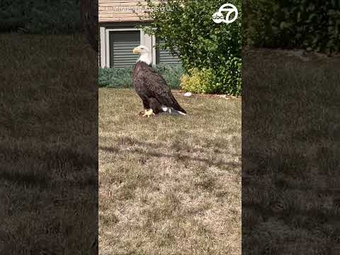 Majestic bald eagle seen in Minnesota neighborhood