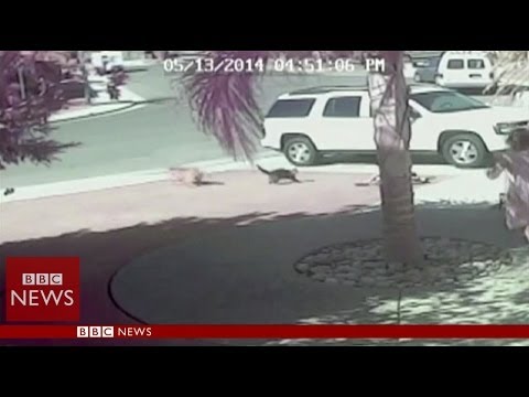 ‘Large Cat’ saves boy from dog assault in California – BBC News