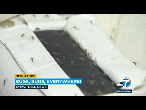 Right here is why that you simply might were seeing an excellent deal of mosquitoes, bees and gnats nowadays