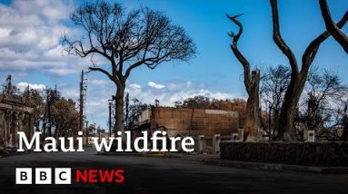 Hawaii wildfire: Maui emergency chief quits after sirens criticism – BBC Data