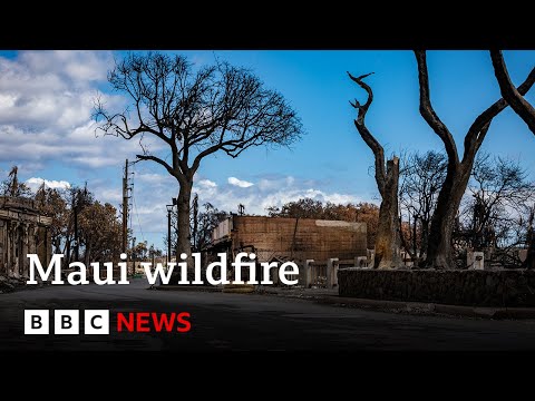 Hawaii wildfire: Maui emergency chief quits after sirens criticism – BBC Data