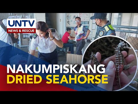 46 kilos ng dried seahorse, naharang sa Zamboanga Global Airport