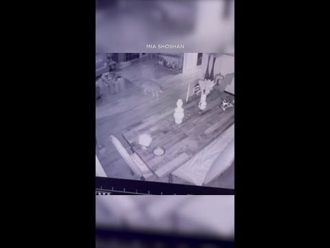 Coyote sneaks into Woodland Hills dwelling