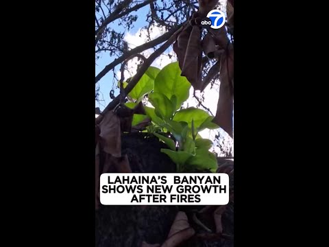 Lahaina’s burned banyan tree presentations shining green leaves sprouting