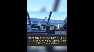 WILD! Shark lands on fishing boat in New Zealand